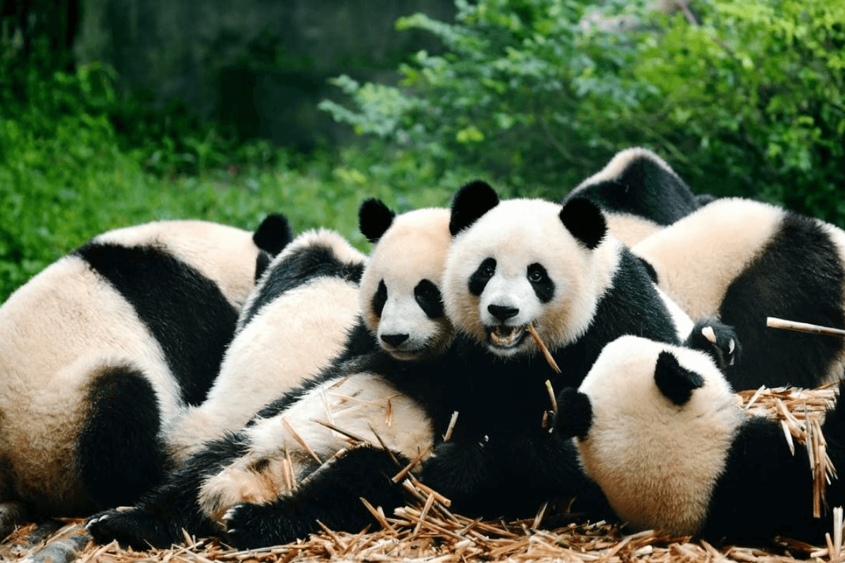 cong-vien-gau-truc-thanh-do-6