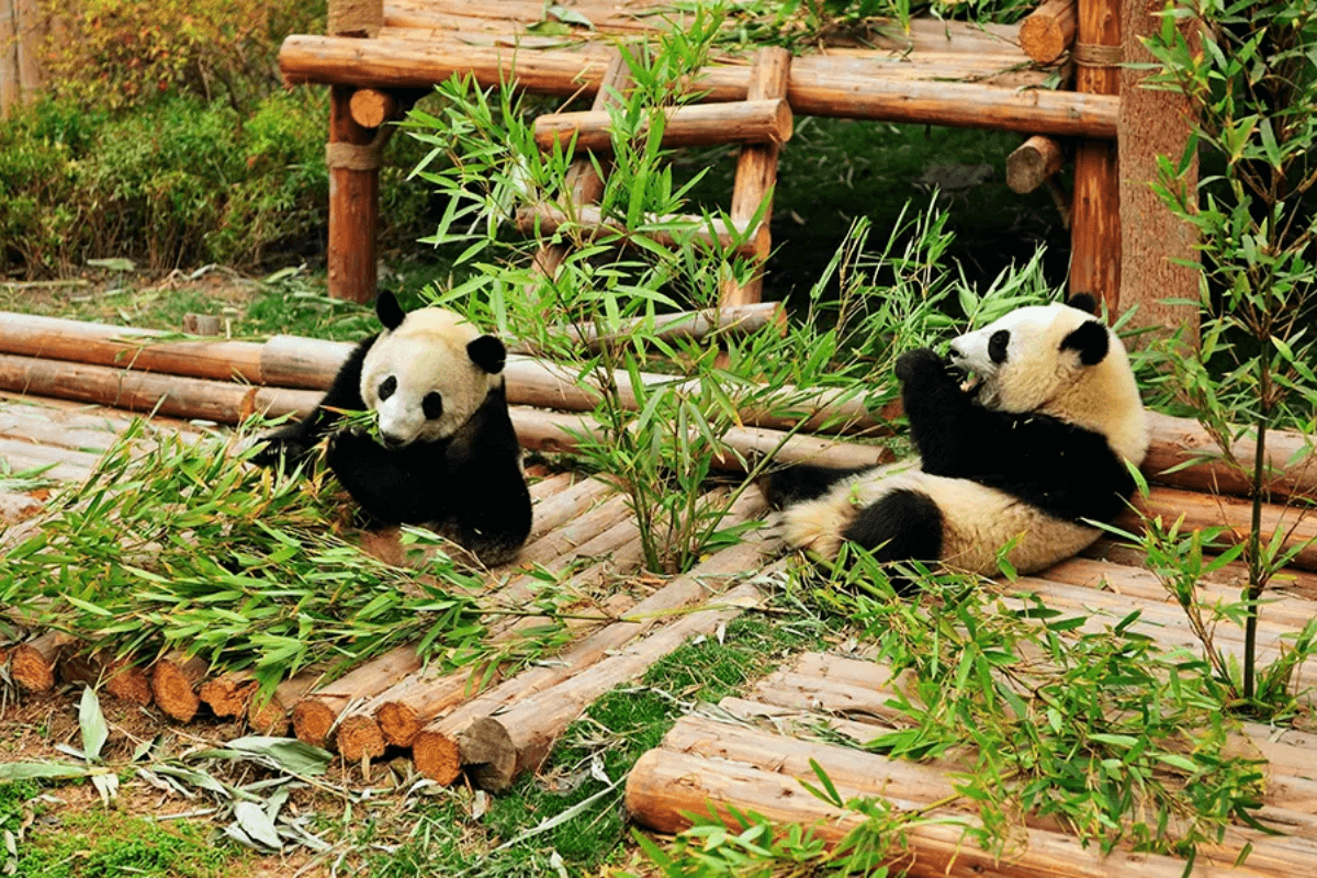 cong-vien-gau-truc-thanh-do-3.png